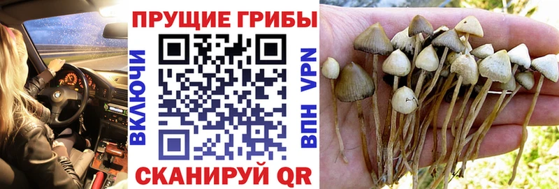 что такое наркотик  Краснокаменск  Галлюциногенные грибы Psilocybine cubensis 